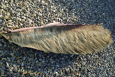 View of outside surface of baleen plates removed from a young Humpback whale which stranded, dead, on a beach. Cape Cod, USA.