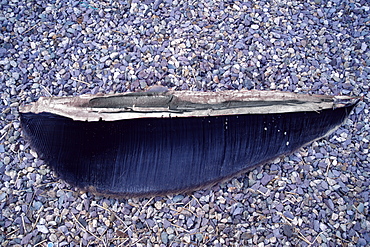 Inside view of baleen plates removed from a young Humpback whale which stranded, dead, on a beach. Cape Cod, USA.