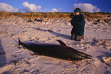 Dead Striped dolphin (Stenella coeruleoalba) washed up on beach. Scilly Isles. Europe