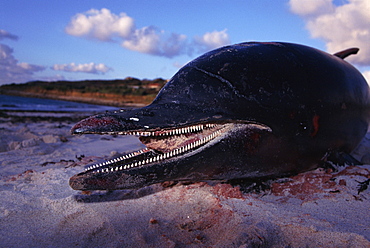 Striped dolphin (Stenella coeruleoalba) dead on a beach in Scilly Isles. Net markings on its skin indicate it died from fishing net entanglement. Isles of Scilly, UK