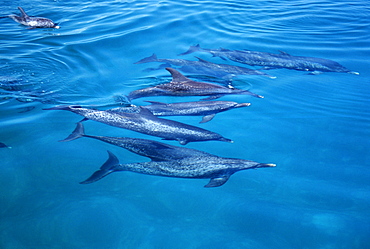 Atlantic spotted dolphins (Stenella frontalis). Social group. Bimini, Bahamas.