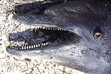 Bottlenose dolphin (Tursiops truncatus aduncus) washed up dead on a beach. Sharp teeth visible. Arabian Gulf, UAE.