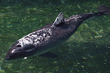 Harbour porpoise (Phocoena phocoena) in rehabilitation centre, having been rescued from fishing weir, with cream on its back and fin to relieve sun burn. Cape Cod, USA.