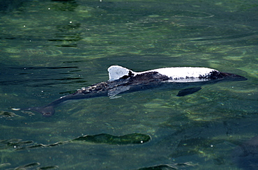 Harbour porpoise (Phocoena phocoena) in rehabilitation centre, having been rescued from fishing weir, with cream on its back and fin to relieve sun burn. Cape Cod, USA. 