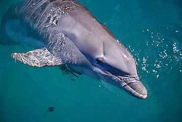 Bottlenose dolphin (Tursiops truncatus) in captivity. Scar from cage. Bahamas.