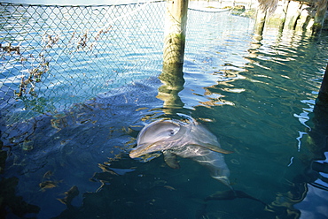 Bottlenose dolphin (Tursiops truncatus) in captivity. Thinner coastal race. Bahamas.