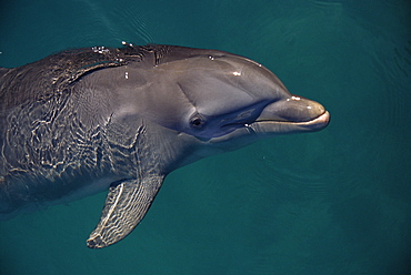 Bottlenose dolphin (Tursiops truncatus) in captivity. Scar from cage above eye. Bahamas.