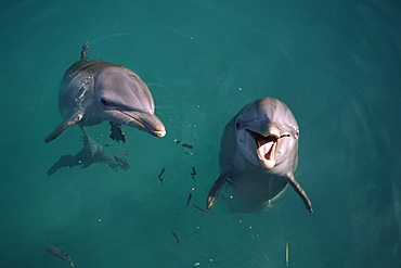 Two Bottlenose dolphins (Tursiops truncatus) playing at surface in captivity. Bahamas.