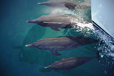 Pod of Atlantic spotted dolphins (Stenella frontalis) bowriding dolphin watching boat. Bimini, Bahamas