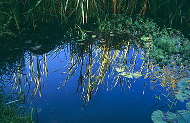 Garden pool, reflections of bull rushes at dawn.  Sussex, UK