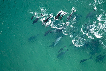 Bottlenose dolphins (Tursiops truncatus)  nursery group of lots of young.  Walker Bay, South Africa