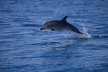 Juvenile Atlantic spotted dolphin (Stenella frontalis) jumping above surface, Bimini, Bahamas