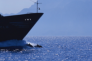 Common dolphins (Delphinus delphis) bowriding infront of large boat, Atlas Mountains, Gibraltar Strait, Africa.