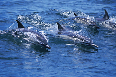 Pod of Common dolphins surfacing (Delphinus delphis).