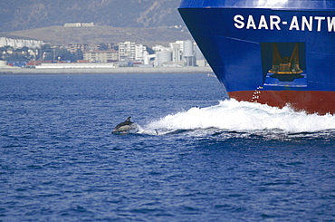 Common dolphin (Delphinus delphis) bow riding cargo ship. Gibraltar Strait.