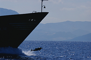 Common dolphin (Delphinus delphis) jumping from bow wave of tanker off