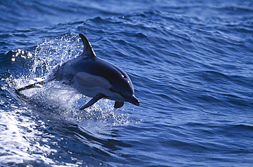 Common dolphin (Delphinus delphis) leaping from wave. Shows position of pectoral fins for direction and tail for power. Gibraltar