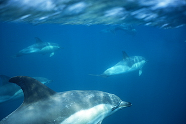 Common dolphins (Delphinus delphis) foraging. Gibraltar Bay.