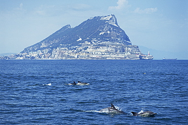 Common dolphins (Delphinus delphis) surfacing, Gibraltar Rock in the background