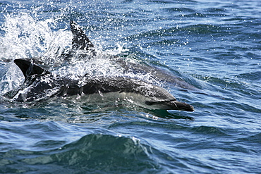 Common dolphins (Delphinus delphis) surfacing at speed with eye visible above the surface. Hebrides, Scotland.   (RR)