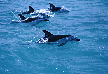 Dusky dolphins (Lagenorhynchus obscurus) surfacing. Kaikoura, New Zealand.