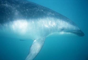 Dusky dolphin (Lagenorhynchus obscurus) underwater. Kaikoura, New Zealand.