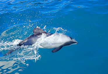 Endangered Hector's dolphin (Cephalorhynchus hectori) surfacing in milky blue waters of ancient flooded volcanic crater: Akaroa Harbour, South Island, New Zealand