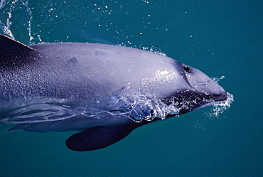 Hector's dolphin (Cephalorhynchus hectori) surfacing. Series 6/6. Akaroa, New Zealand.