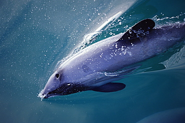 Hector's dolphin (Cephalorhynchus hectori) surfacing at speed. Akaroa, New Zealand.