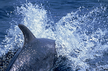 Bottlenose dolphin surfacing (Tursiops truncatus). Gibraltar.