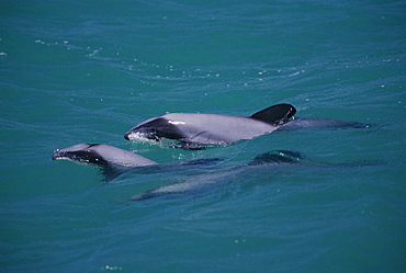 Hector's dolphin (Cephalorhynchus hectori) - mother and calf at surface, Akaroa, New Zealand.