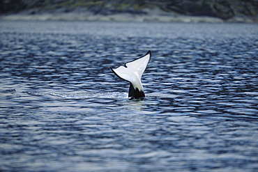 Killer whale (Orcinus orca) lifting distintive tail flukes above the surface. Mid-winter in Tysfjord, Norway.