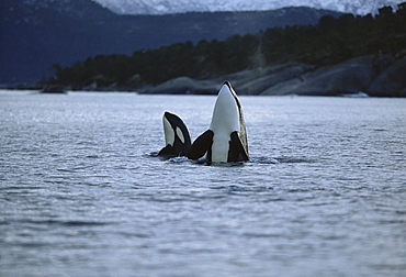 Killer whale (Orcinus orca) Mother and calf spy-hopping together. Mid-winter in Tysfjord, Norway