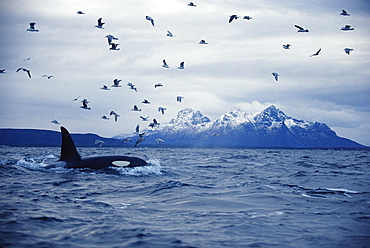 Killer whale (Orcinus orca) Adult male feeding with gulls. Mid-winter in Tysfjord, Norway