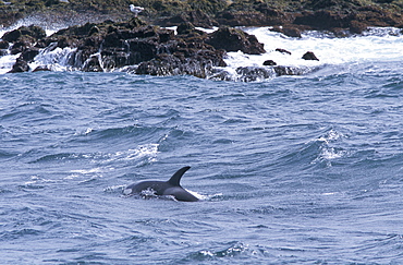 Killer whale (Orcinus orca) foraging for fish, close to the rocks, on the tip of the Snaefellness Peninsular, Iceland.