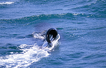 Killer whale (Orcinus orca): this is a male but the dorsal fin has flopped over. This is probably genetic and not thought to be a big problem. Olafsvik, Iceland.