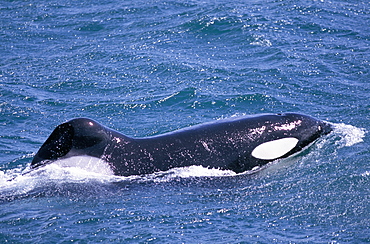 Male Killer whale (Orcinus orca) with dorsal fin flopped to one side. Snaefellsness Peninsular, Iceland