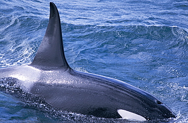 Male Killer whale (Orcinus orca) surfacing west of Snaefellsness Peninsular, Iceland