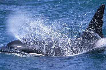 Male Killer whale (Orcinus orca) surfacing with blow forming spray over its head. Snaefellsness Peninsular, Iceland