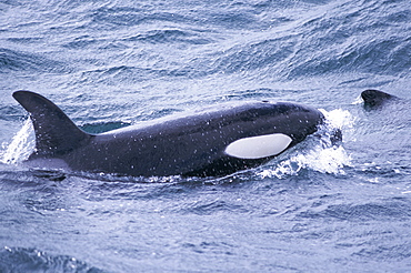 Young male Killer whale (Orcinus orca) surfacing west of Snaefellsness Peninsular, Iceland