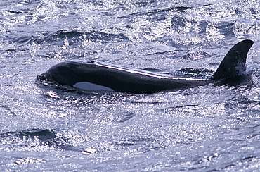 Killer whale (Orcinus orca) surfacing west of Snaefellsness Peninsular, Iceland