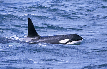 Male killer whale (Orcinus orca) surfacing west of Snaefellsness Peninsular, Iceland