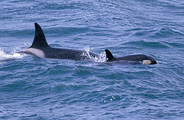 Mother and calf Killer whales (Orcinus orca) surfacing together west of Snaefellsness Peninsular, Iceland