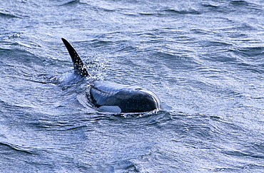 Young male Killer whale (Orcinus orca) surfacing west of Snaefellsness Peninsular, Iceland