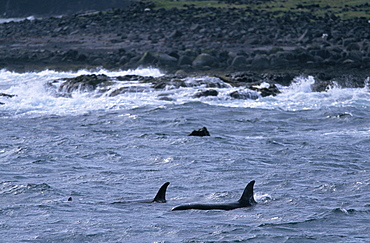 Two young male Killer whales (Orcinus orca) foraging for fish near the rocks tip of Snaefellsness Peninsular, Iceland.