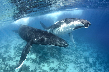 Humpback male and female adults courting above the shallow reef, Vava'u Tonga, South Pacific