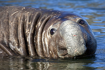 Beach master, Male Elephant Seal, South Georgia patrolling the shore