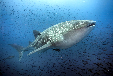 Whaleshark surrounded byfish in Galapagos Islands, Ecuador