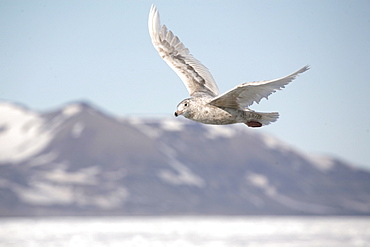 Arctic Skua surveys the pack ice for food with the surrounding mountain range in the background, Svalbard Arctic