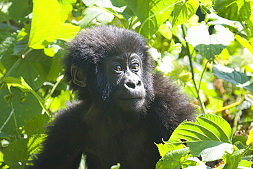 baby Gorilla in clearing with sun piecing through the follage, Democratic republic of the Conga, Africa